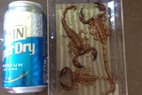 Three sand scorpions in a container next to a beer can.
