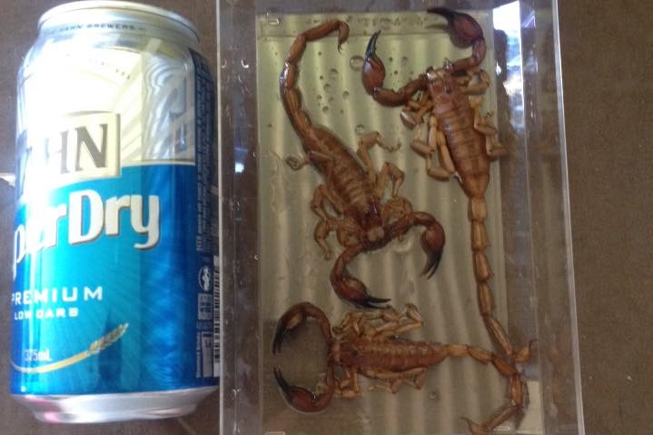 Three sand scorpions in a container next to a beer can.