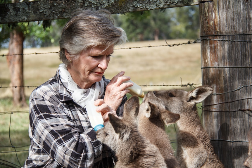 A woman feeds a group of kangaroo joeys with bottles. 
