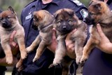 Police officers holding new puppies for its police squad