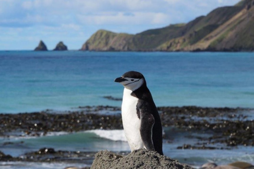 Chinstrap penguin on dirt pile on Macquarie Island with with The Nuggets in the background