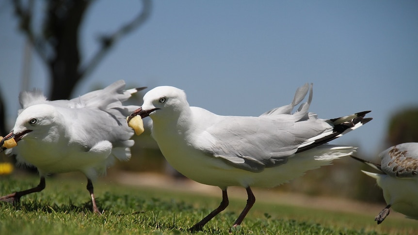 Seagulls with hot chips
