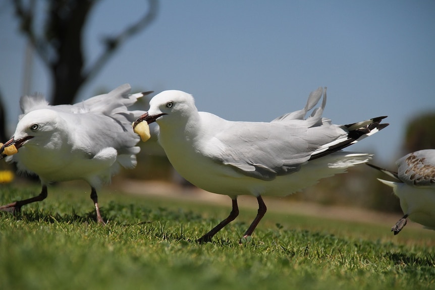 Seagulls with hot chips