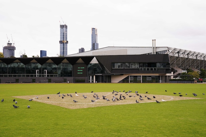 A view across an AFL field towards a club's training facility while birds gather on the grass.
