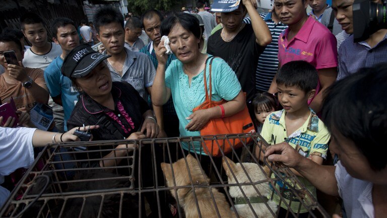 Yang Xiaoyun buys dogs to save them from Yulin dog meat festival