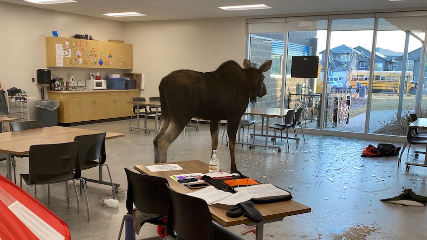 A moose stands in the middle of an empty classroom.