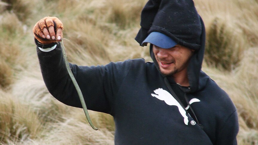 Mutton birder Shayne Mansell holds a 30 cm long tiger snake