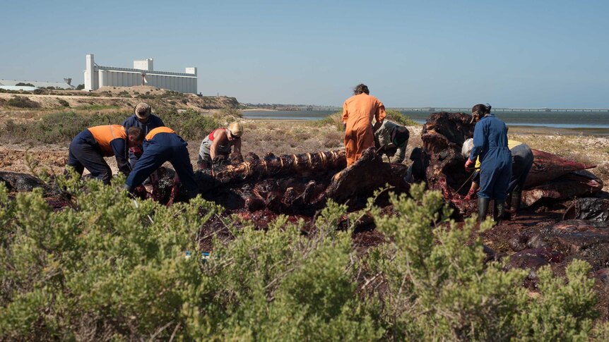 Researchers and volunteers undertake the challenge of dissecting the large sperm whale near Ardrossan