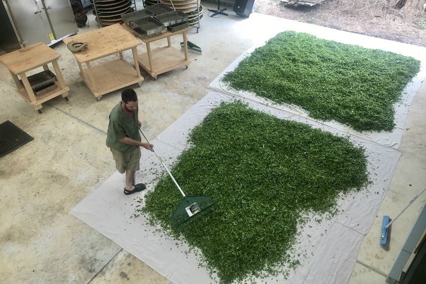 A view from a platform in the shed looking down on Brendon Collins raking tea leaves.