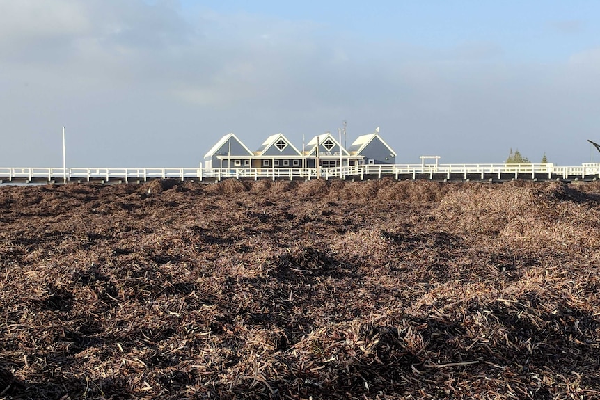 Huge banks of seaweed, more than a metre high, banked up along the jetty.