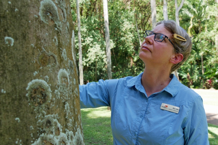 A woman inspects a tree in a park