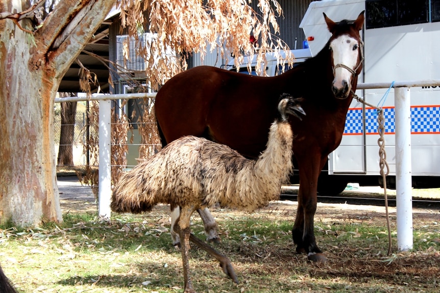 An emu pictured with a horse.