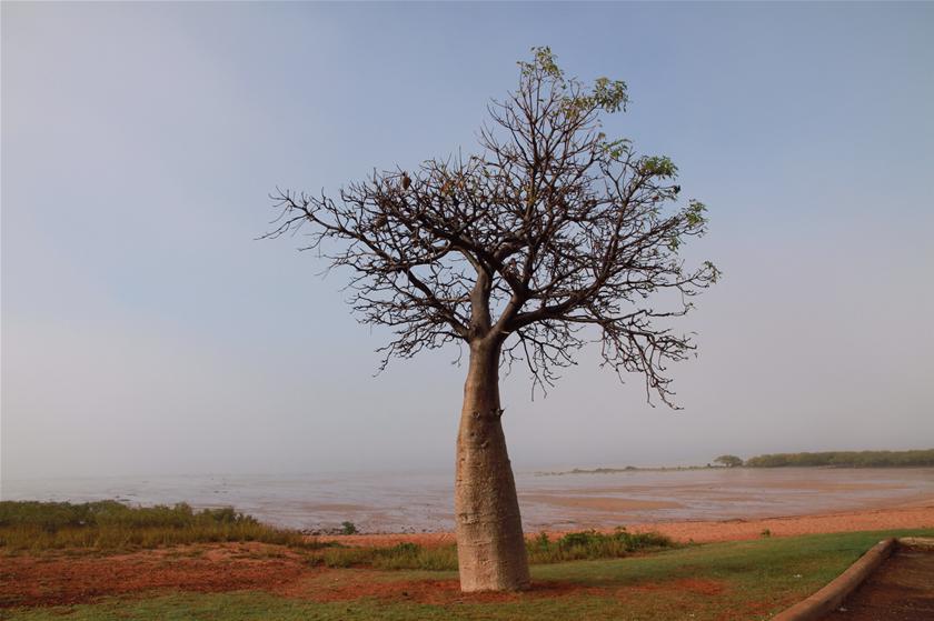 The secret to growing a boab tree from seed - ABC listen