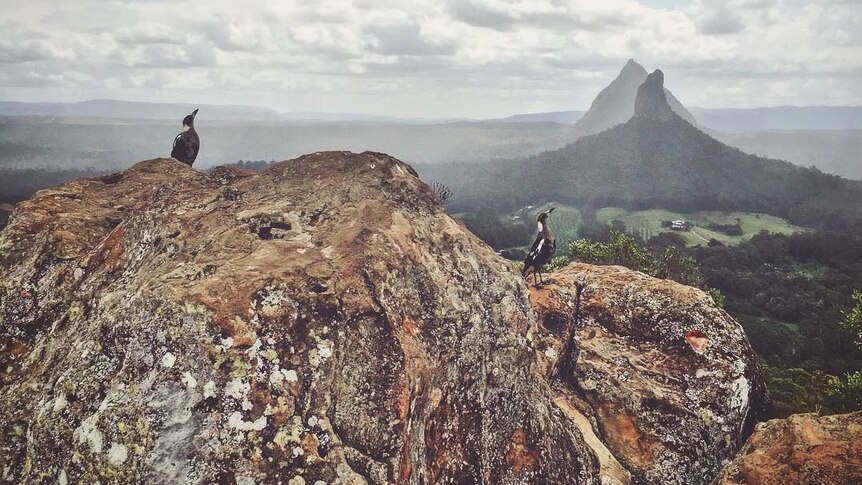 Two magpies sit on a rocky outcrop overlooking the Glass House Mountains in the distance.