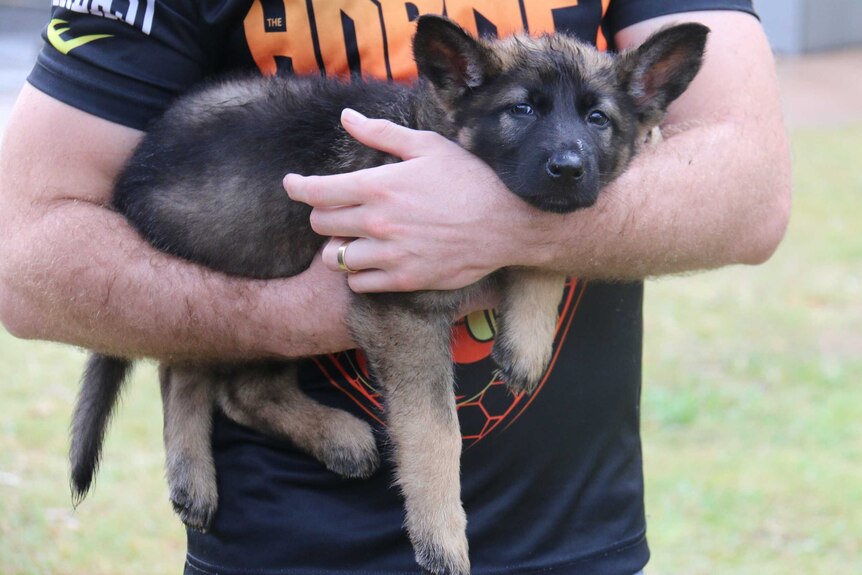 Jeff Horn holding police dog Hornet