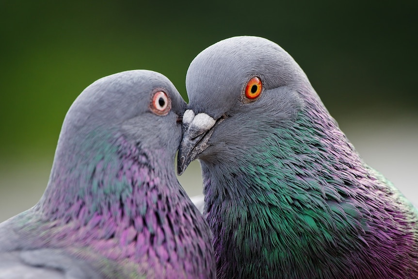 Close up photo of a pair of pigeons