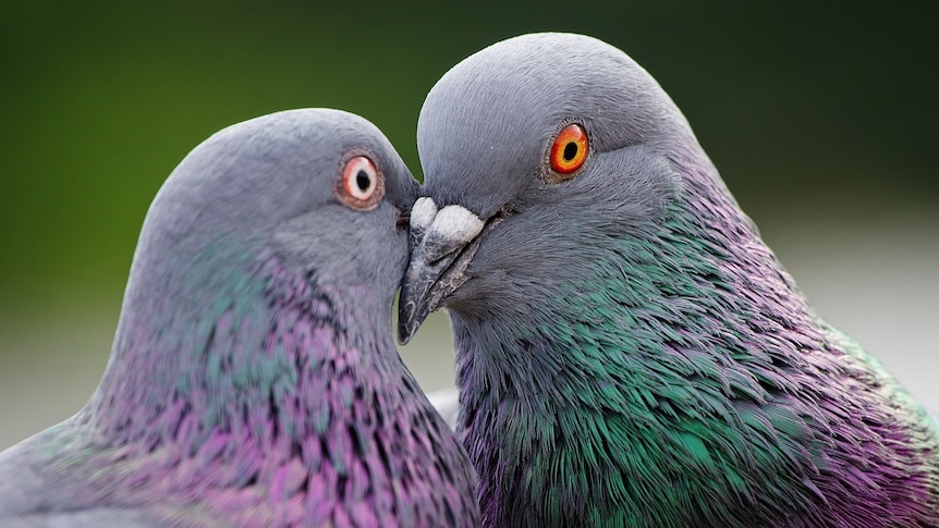 Close up photo of a pair of pigeons