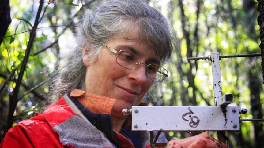 Dr Kathy Allen takes data every 15 minutes to see how the trees grow.