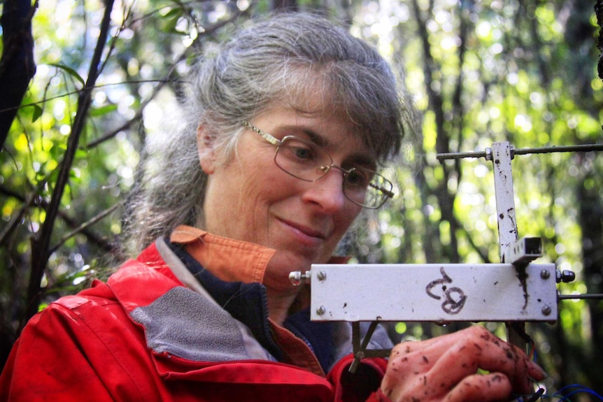 Dr Kathy Allen takes data every 15 minutes to see how the trees grow.
