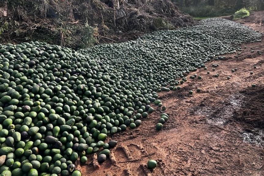 A massive pile of avocados on a farm.