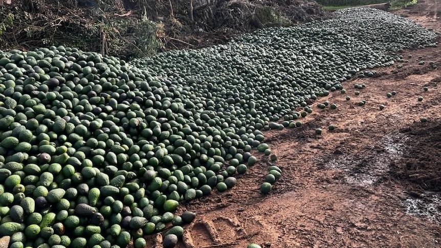 Huge piles of avocados laying in the dirt at a farm in north Queensland