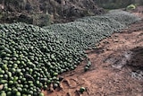 Huge piles of avocados laying in the dirt at a farm in north Queensland