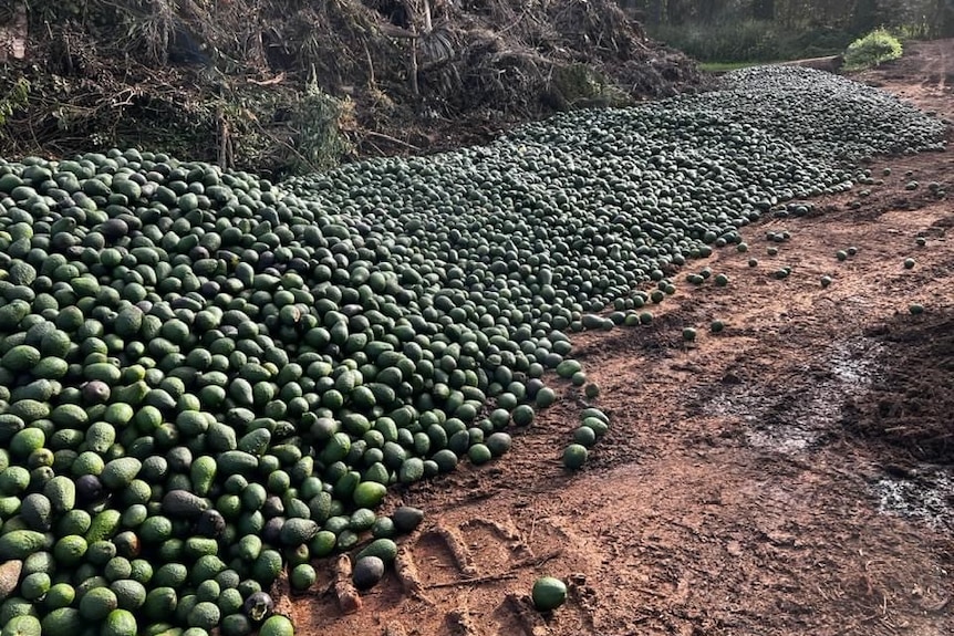 Huge piles of avocados laying in the dirt at a farm in north Queensland