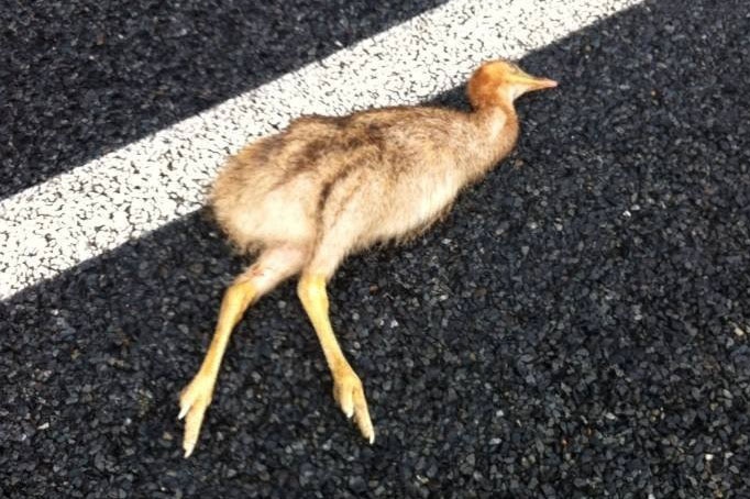 Dead cassowary chick on the side of a road near Mission Beach in far north Queensland in December 2015.