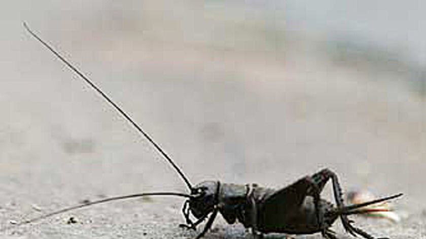 Invasion of crickets due to lack of heatwaves