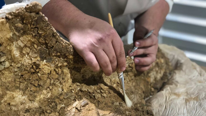 A close-up shot of a person's hands, holding a paintbrush in one and a silver tool in the other, working on a large fossil.