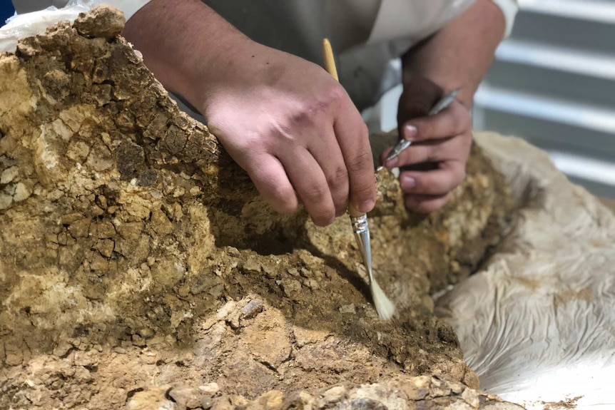 A close-up shot of a person's hands, holding a paintbrush in one and a silver tool in the other, working on a large fossil.