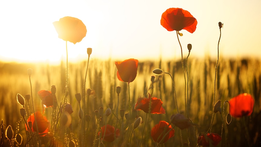 A field of red poppies with the setting sun in the background.