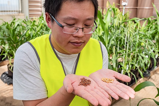 A mid shot of a man with open hands holding two piles of grains