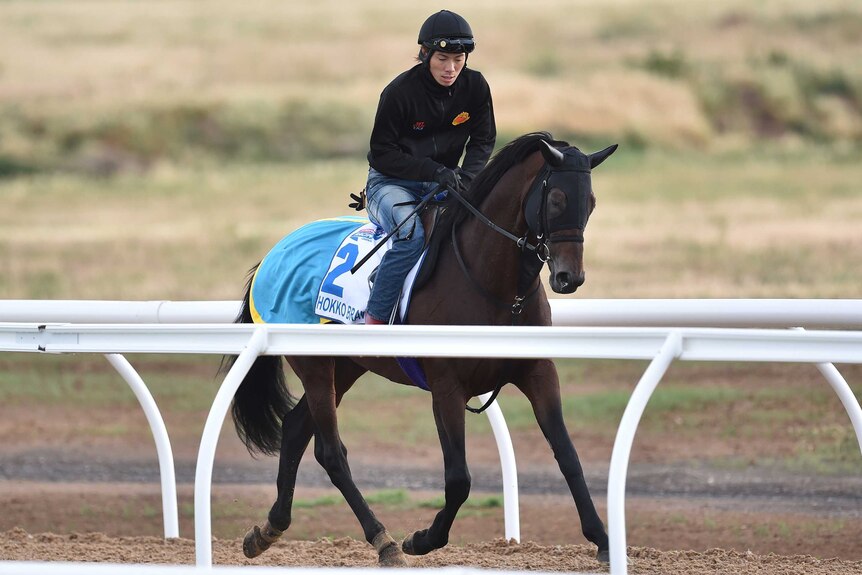 Hokko Brave is worked by an unidentified track rider at Werribee racecourse in Melbourne on October, 13, 2015.
