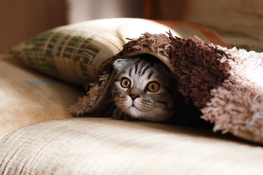 Cat peeking out from under a blanket