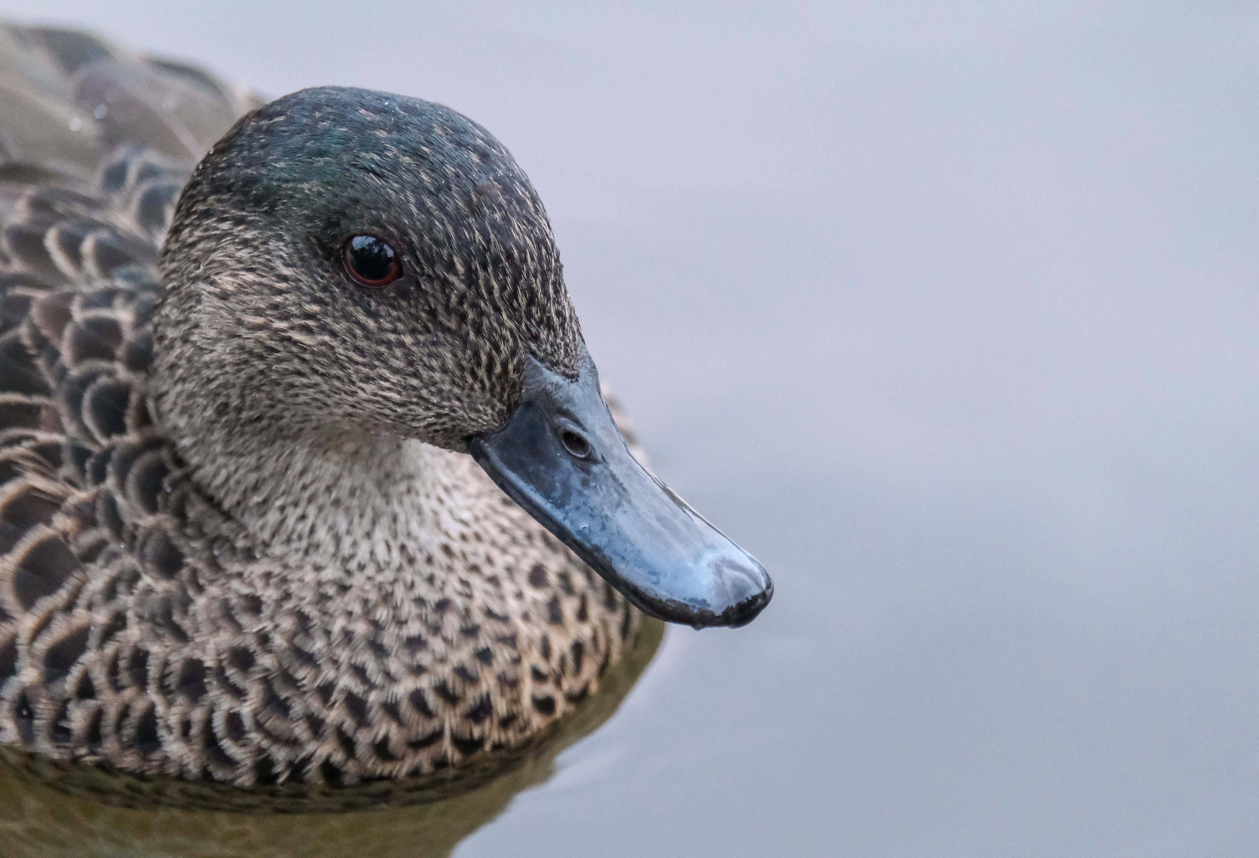 Very big close-up of a duck's head.