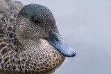Very big close-up of a duck's head.
