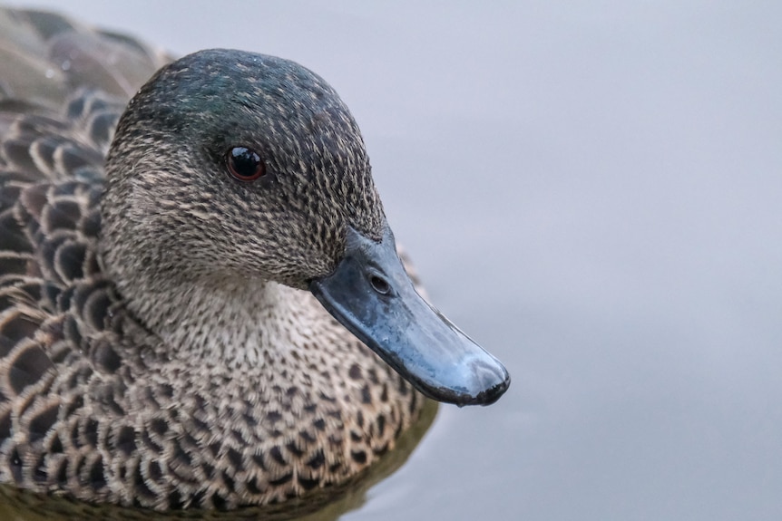 Very big close-up of a duck's head.