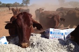 Feeding hungry cattle during the drought in Queensland's far south-west