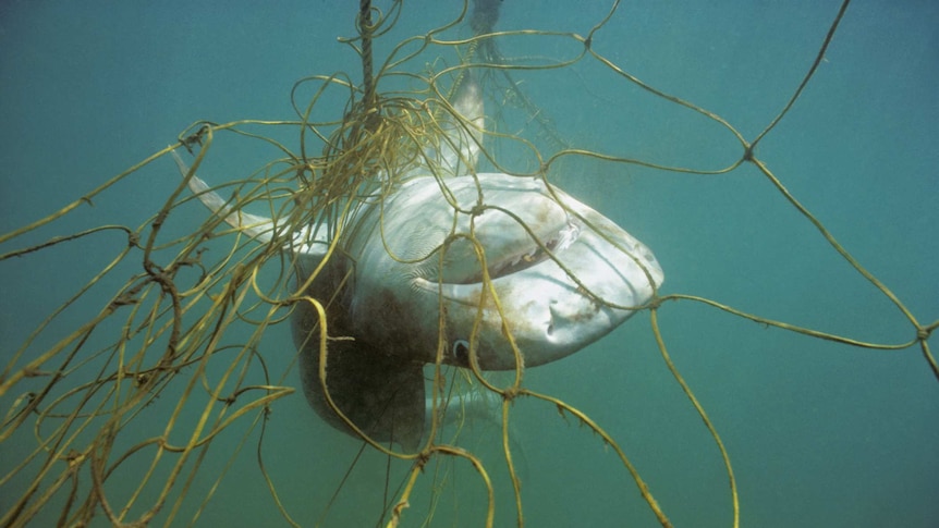 Shark caught in net