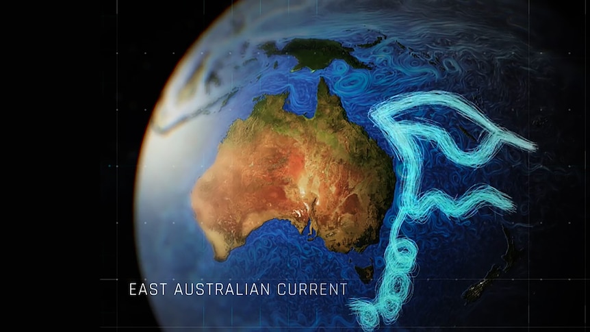 World globe shows Australia and ocean current path along east coastline, text overlay reads "East Australian Current"
