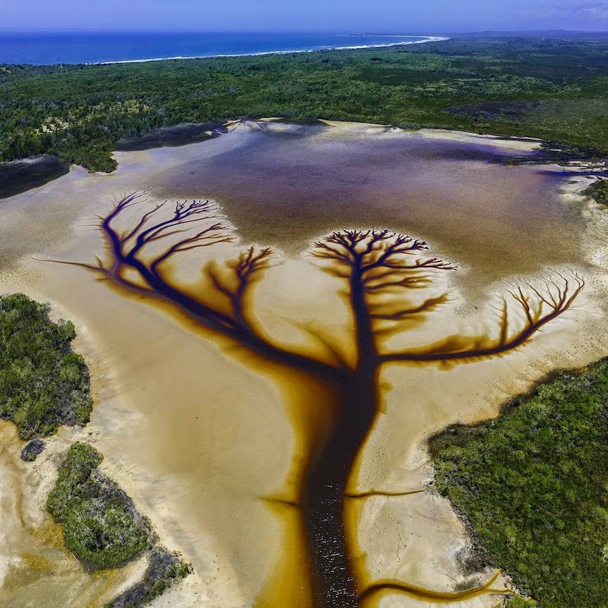 Aerial view of a brown estuary that looks like a tree in the landscape.
