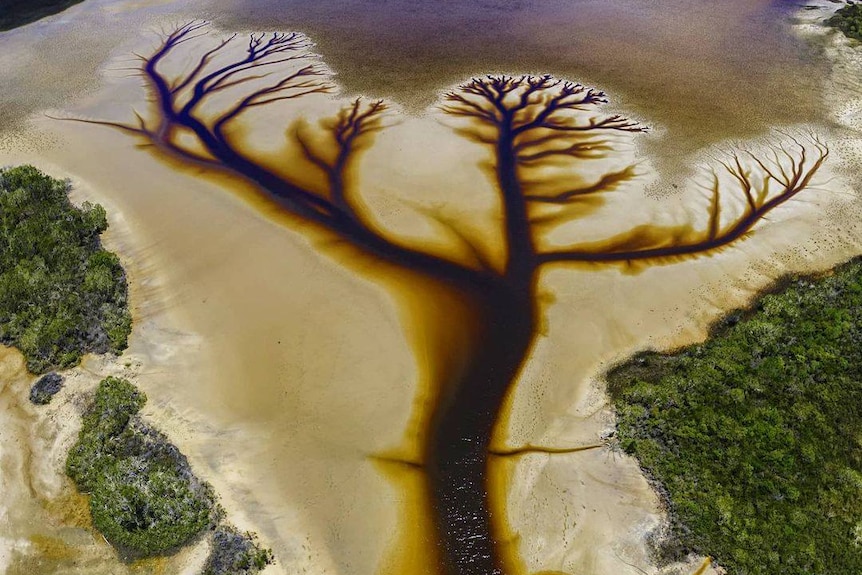 A brown estuary that looks like a tree
