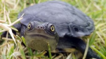 Close up of a common snake-necked turtle