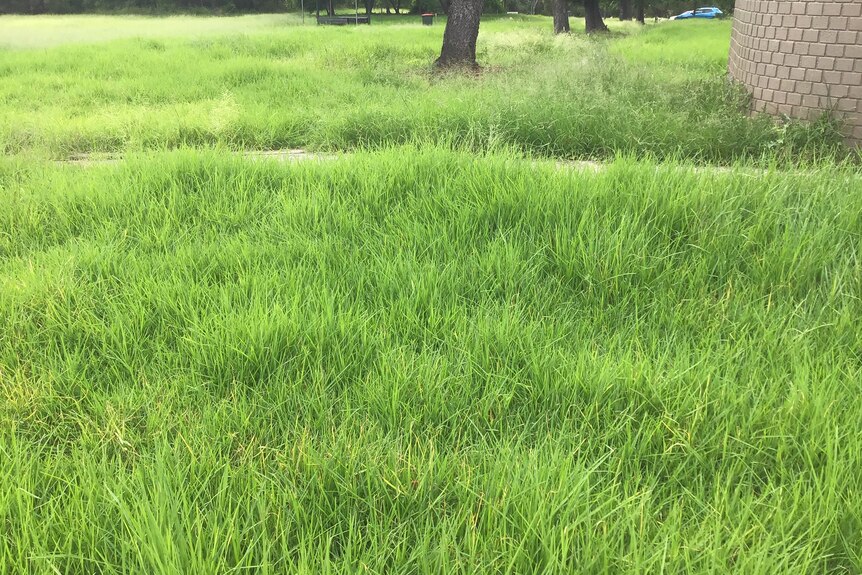 Long grass at Lighthorse Park (Feb 2022)