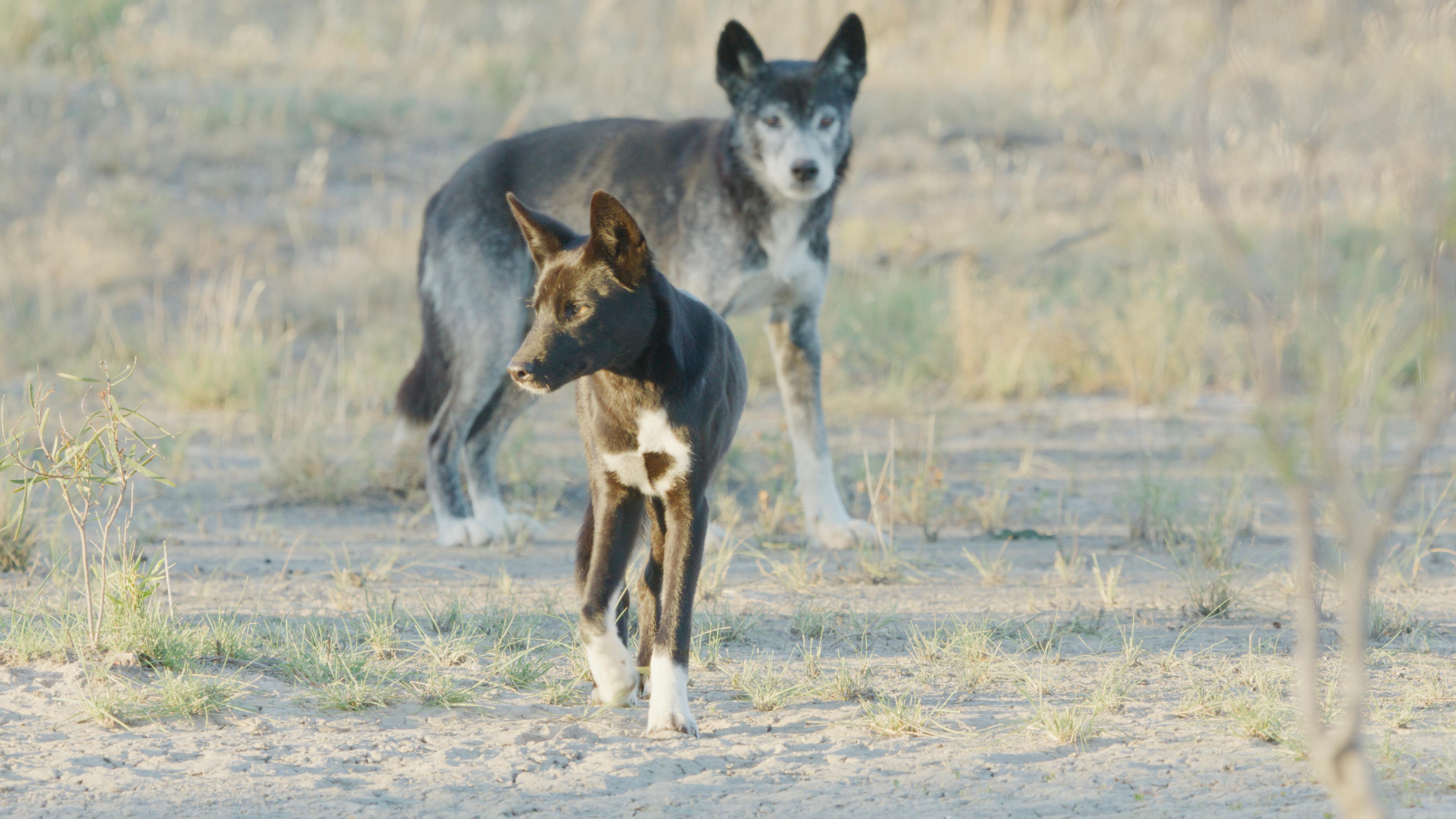 One black with white socks dingo and one grey dingo in sparse sandy grassland in early morning light.