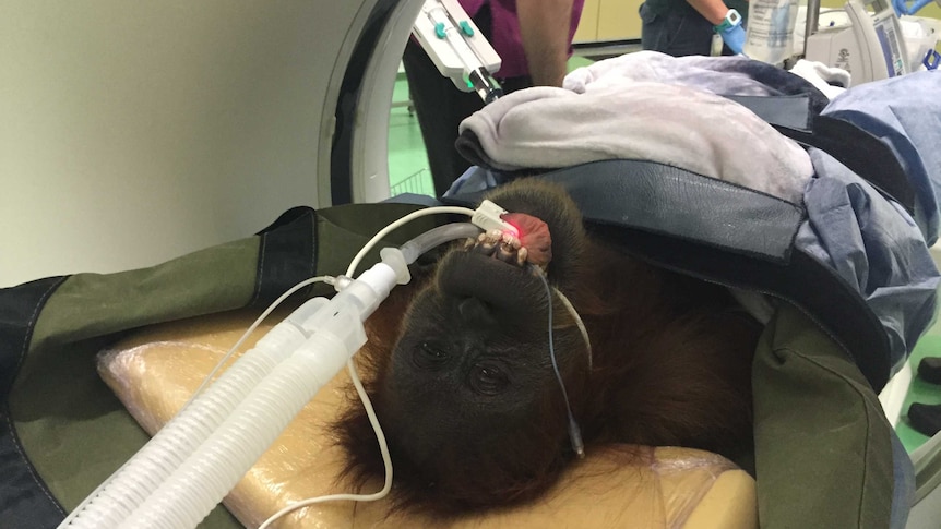An intubated orangutan is placed into a CT-scanner.