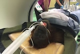 An intubated orangutan is placed into a CT-scanner.