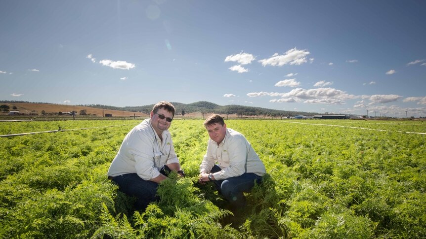 Rob Hinrichsen and Richard Gorman pictured on the carrot farm