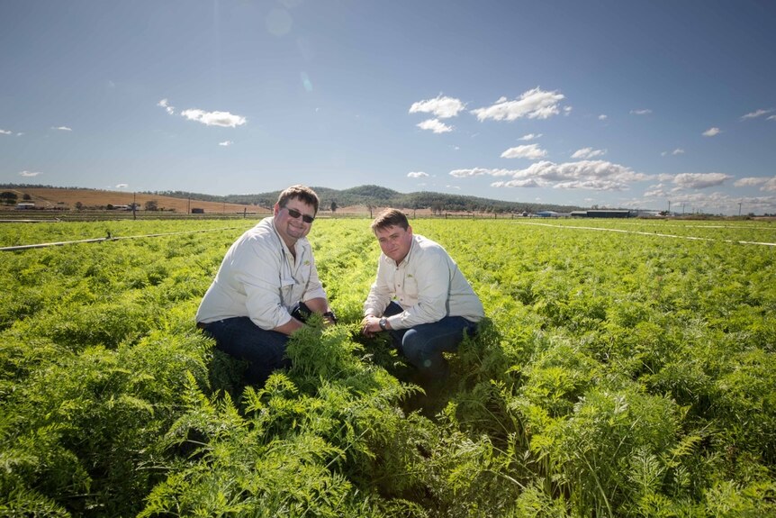 Rob Hinrichsen and Richard Gorman pictured on the carrot farm